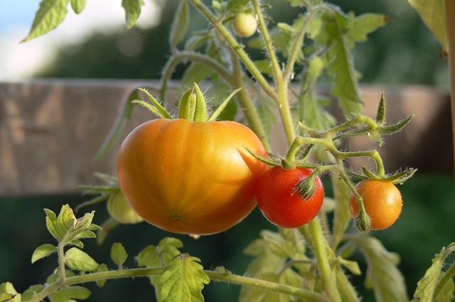 cultiver la tomate pour démarrer